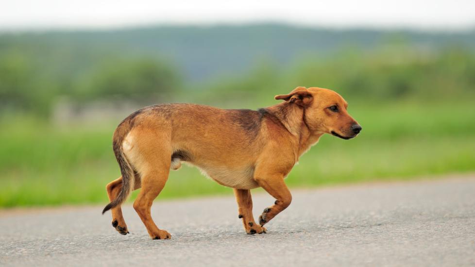 why is my dog limping: a dog limps around