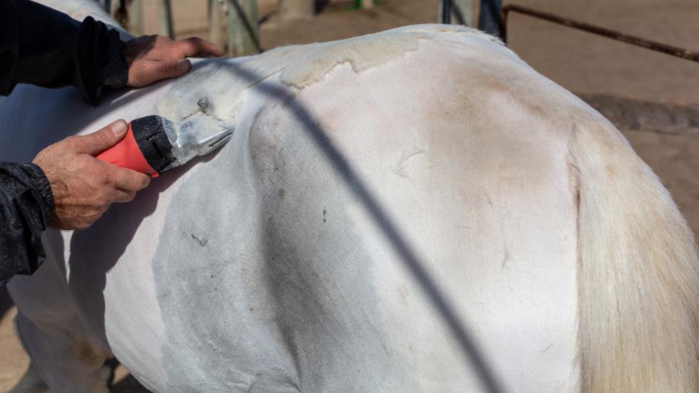 Horse being body clipped