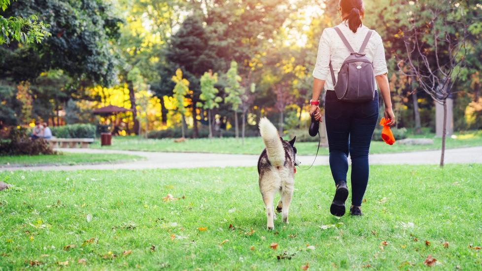a woman walking a siberian husky and holding a used poop bag. learn how often dogs should poop.