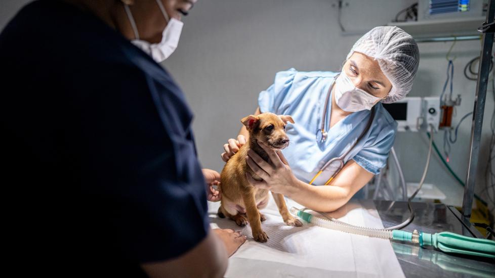aspiration pneumonia in dogs; dog being examined at the vet, an important step for aspiration pneumonia diagnosis.