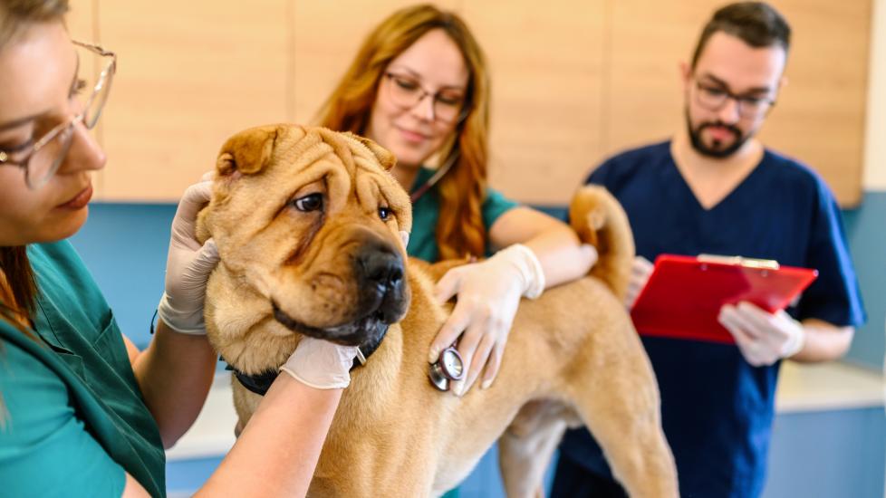 shar-pei fever; a Shar-Pei is examined by their veterinarian.