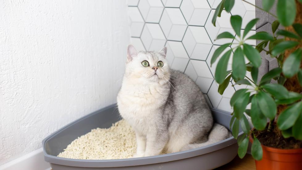 A silver British Shorthair cat sitting in a litter box. Learn about the best litter for declawed cats.