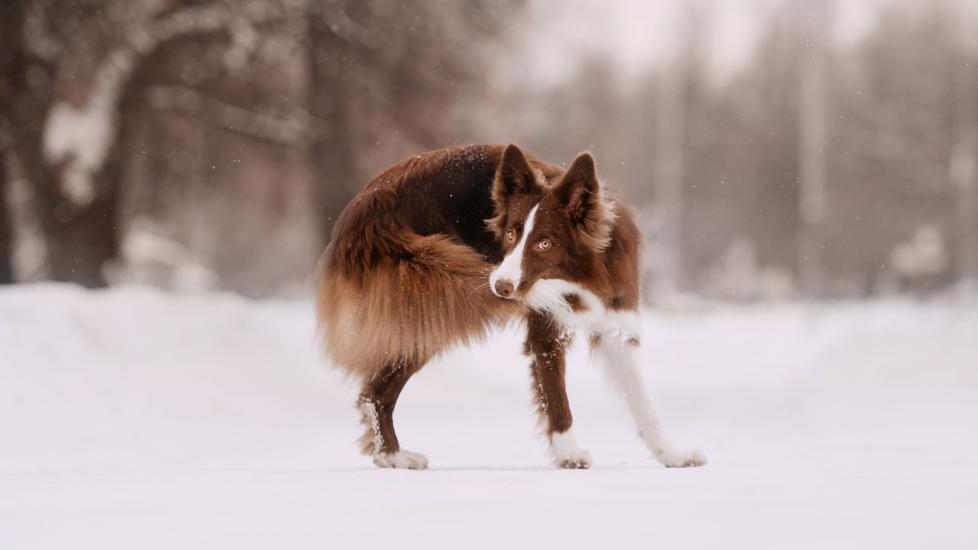 A dog chases his tail in the snow. Learn why dogs chase their tail here.