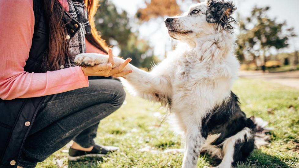 a black and white dog pawing at a crouching woman. learn why dogs put their paws on people.