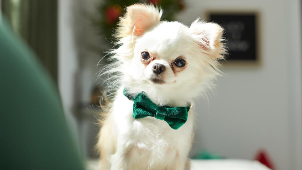A white long-haired Chihuahua in a green bow tie stares inquisitively at the camera, with a holiday wreath in the background.