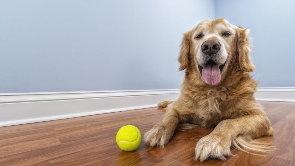 a senior dog lying down on the wood floor with his tennis ball.