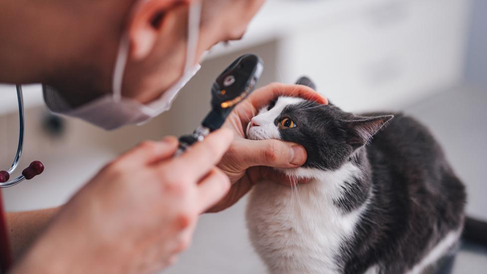 anisocoria in cats; a cat with two different pupil sizes is examined by a vet in an office.
