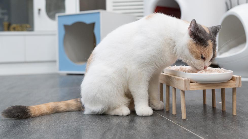 a cat with megaesophagus eats out of an elevated bowl