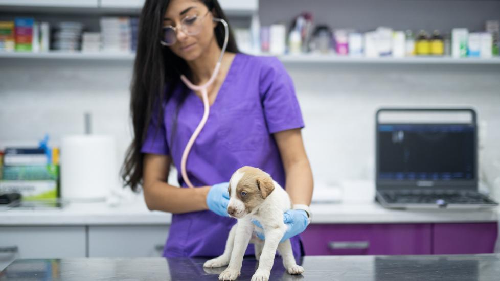a vet tech exams a puppy for possible vaginitis.