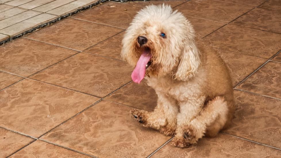 dog scooting; a fluffy dog drags their butt on the floor due to possible anal gland issues.