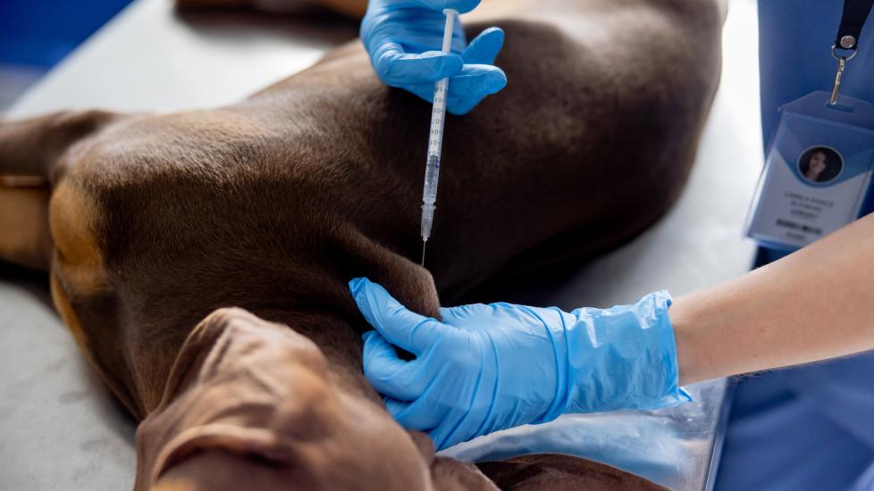dog administered lyme vaccine during vet exam