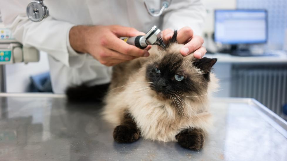 autoimmune disease in cats; a Himalayan cat is examined at the vet.