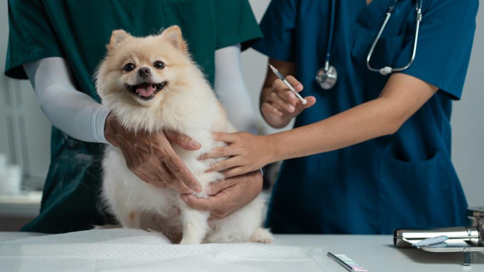 canine parainfluenza vaccine; a Pomeranian dog prepares to get a vaccine.
