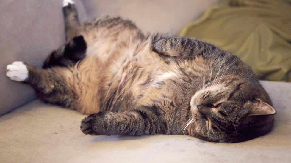 cat body condition score; an overweight cat lounges on a sofa.
