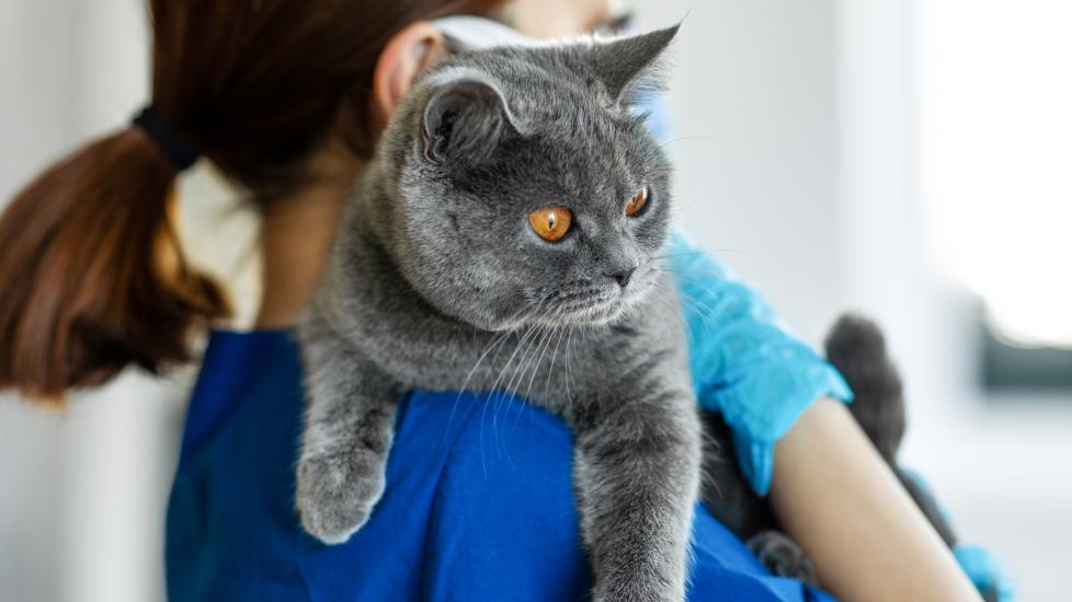 cat neuter surgery; a cat is held by a veterinarian.