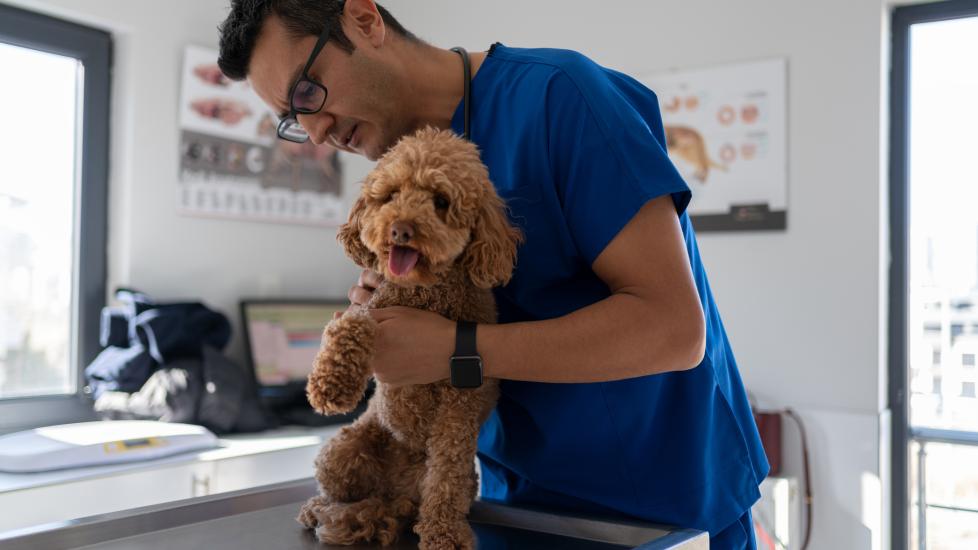 dog tumor removal; a veterinarian examines a dog’s skin for tumors.