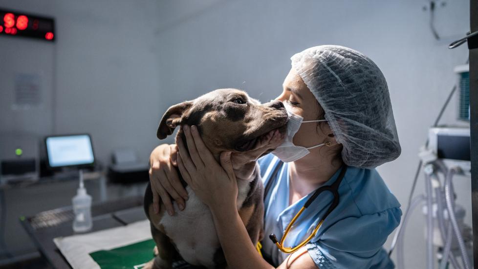 vet examines a dog