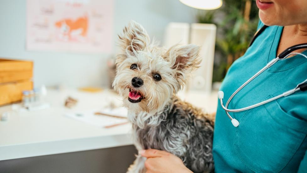 dog spay surgery; a dog sits with a vet.