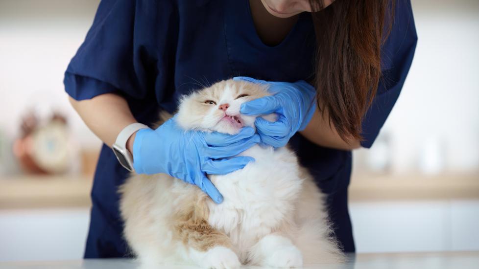feline tooth resorption; a cat’s teeth is examined by a veterinarian.