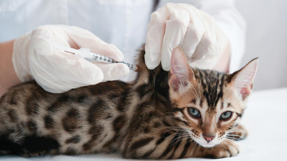 fvrcp vaccine; a cat receives the fvrcp vaccine from their veterinarian.