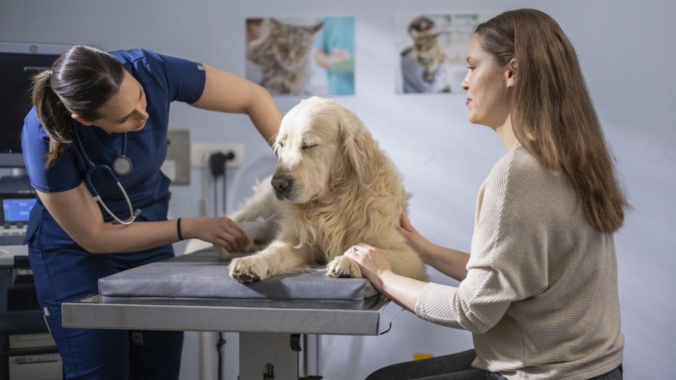 hip displacement in dogs; a veterinarian examines a dog’s hips.