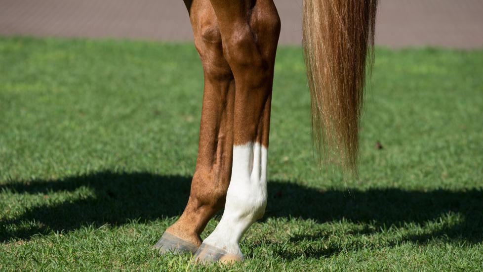 horse legs