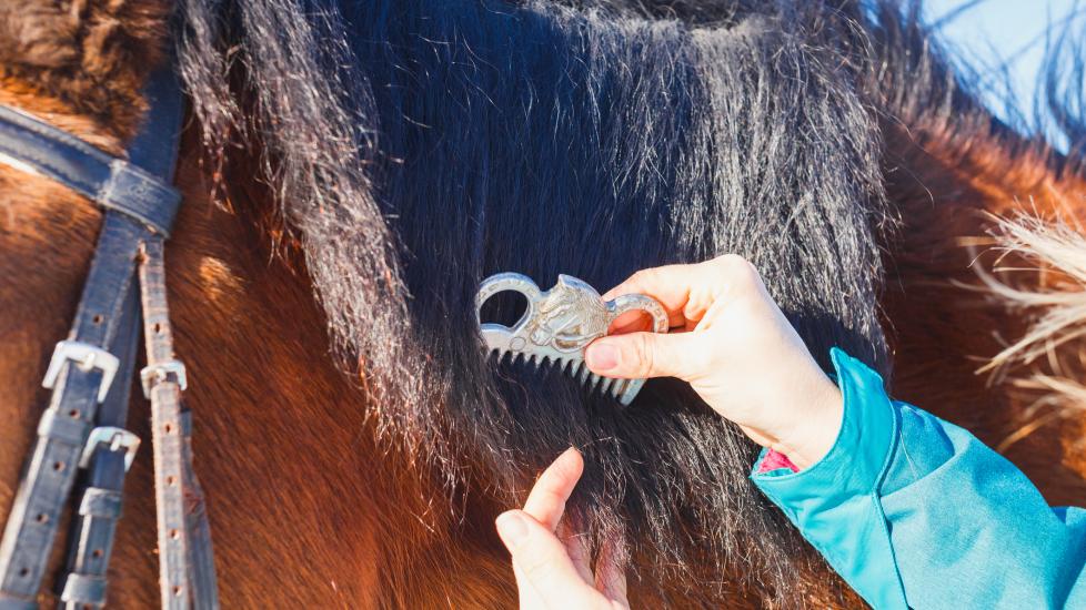 Horse grooming with mane comb