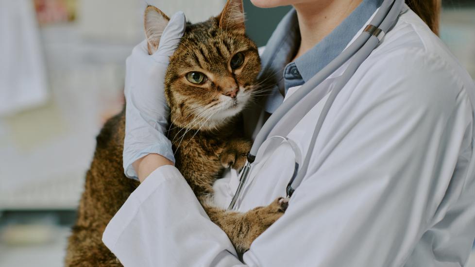 jaundice in cats; a cat is held by their veterinarian.