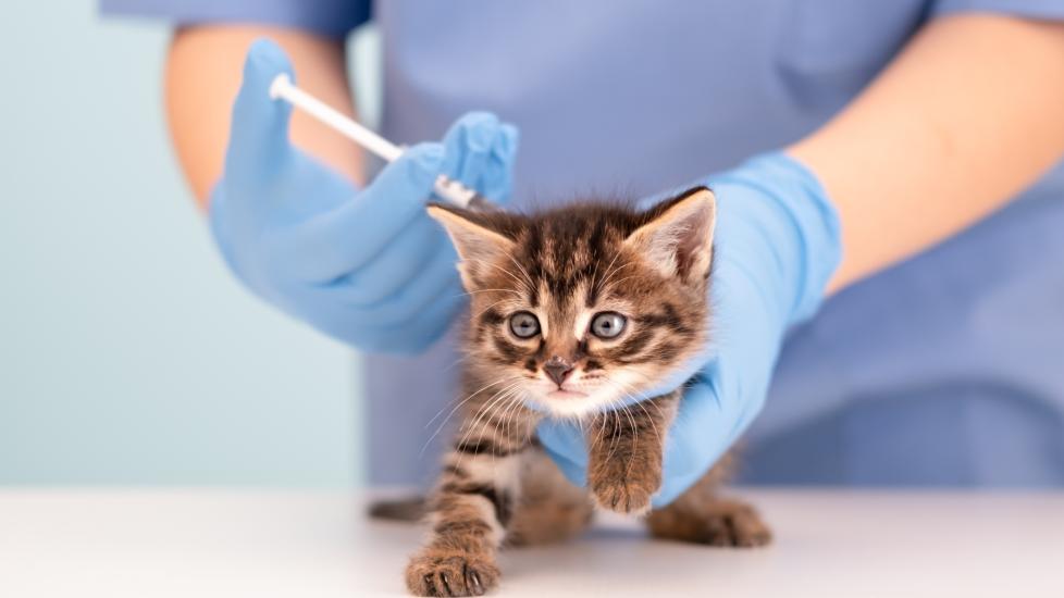 kitten vaccine schedule; a kitten gets a vaccine from their vet.