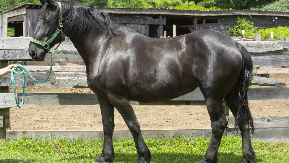 Shiny black Percheron horse standing in profile