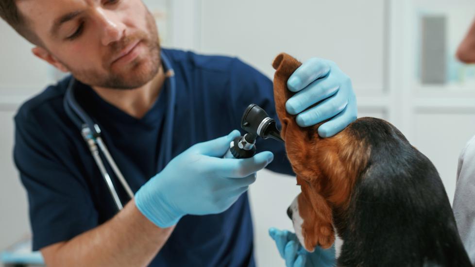 signs of dog ear infection; a veterinarian examines a dog’s ear for infection.