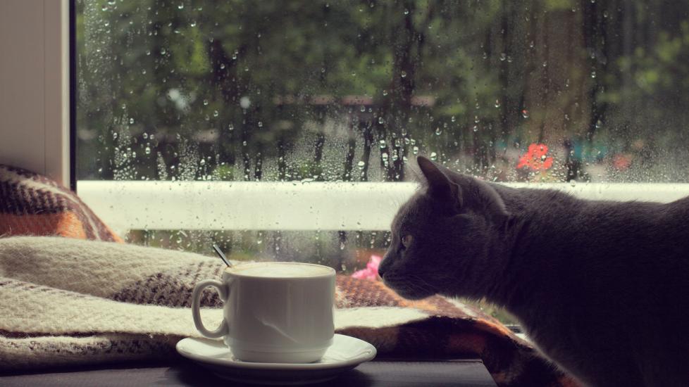 things poisonous to cats; a cat looks at a coffee mug by a window.