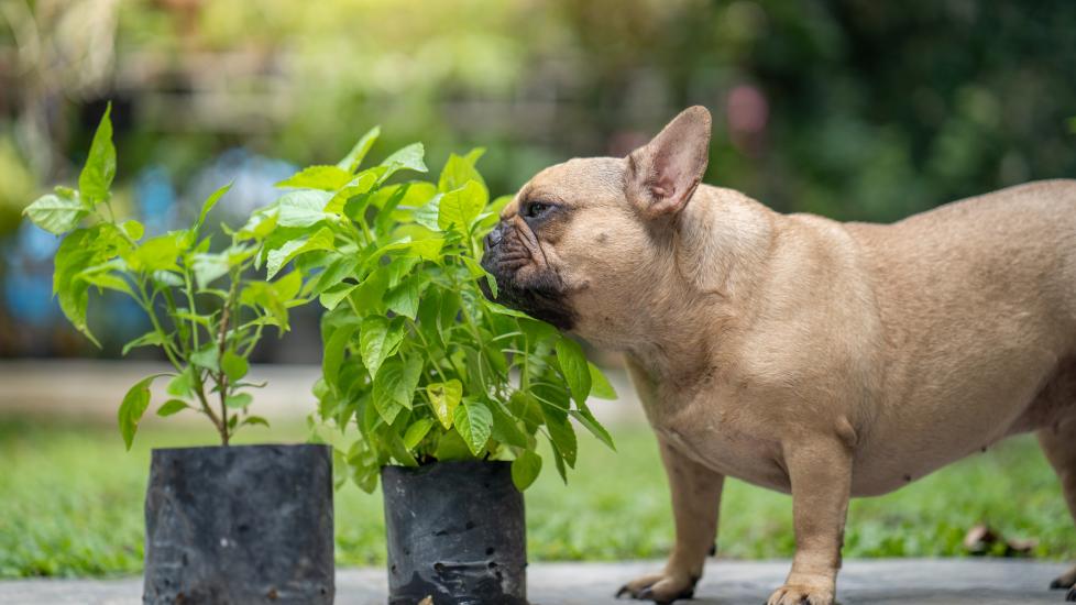 things poisonous to dogs; a French Bulldog smells plants.