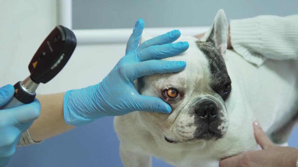uveitis in dogs; a veterinary ophthalmologist examines a dog’s eye for uveitis in dogs.