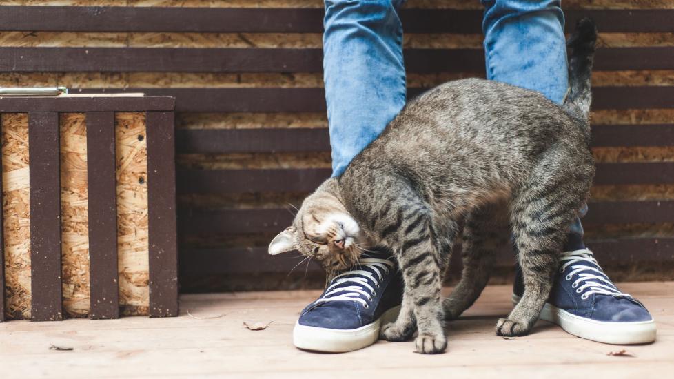 a tabby cat rubbing against legs. why do cats rub against you? learn here