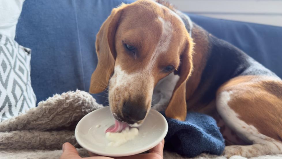 A beagle lying on the sofa on a blue blanket licks plain yogurt off a white plate.