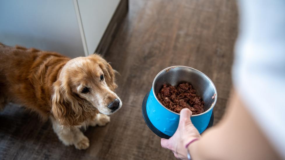 a senior dog watches as their owner places their senior dog food down to eat.