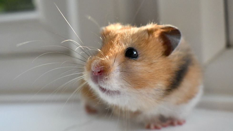 hamster care sheet; a hamster sits by a window with sun coming in.