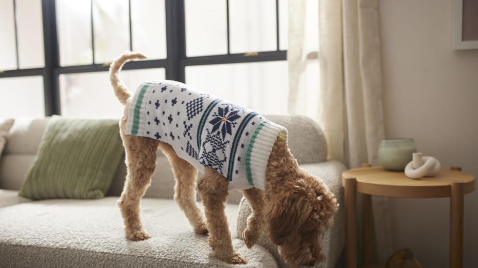 A tawny doodle wearing a winter sweater stands on the couch looking at the carpet.