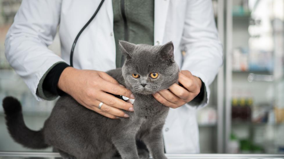 blood in cat stool; a cat is examined by their veterinarian.