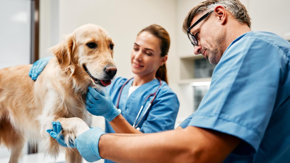cancer in dogs; a Golden Retriever is examined by two veterinarians.