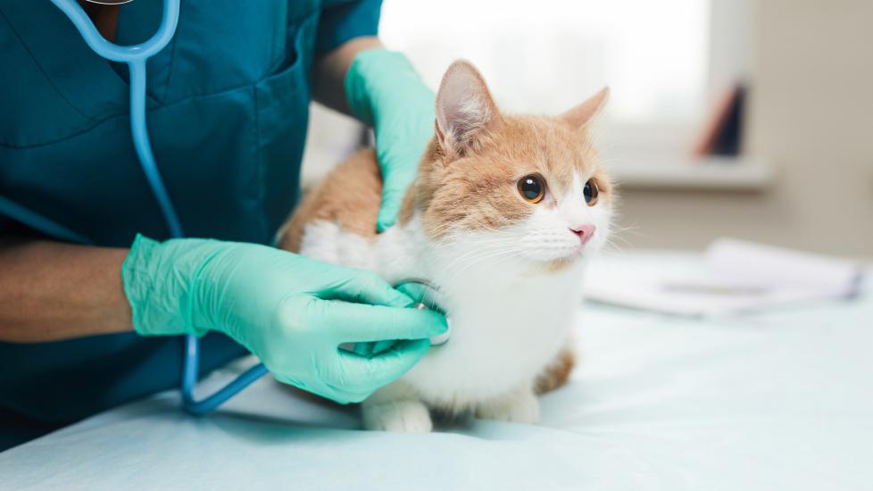 cat breathing heavy; a cat’s breathing is checked by a veterinarian with a stethoscope.