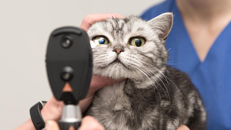 cat eye problems; a veterinarian examines a cat’s eye for issues.