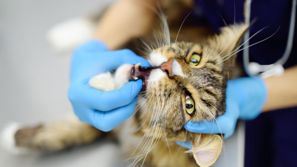 cat mouth ulcers; a vet examines a cat’s mouth for ulcers.