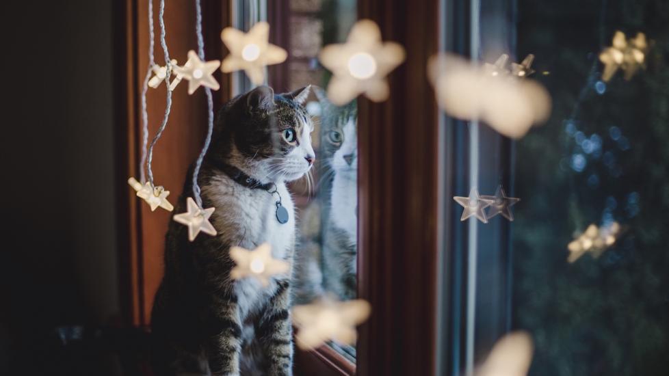 A white and tabby cat looks outside of a winter window. Learn about cold-weather mistakes for cats.