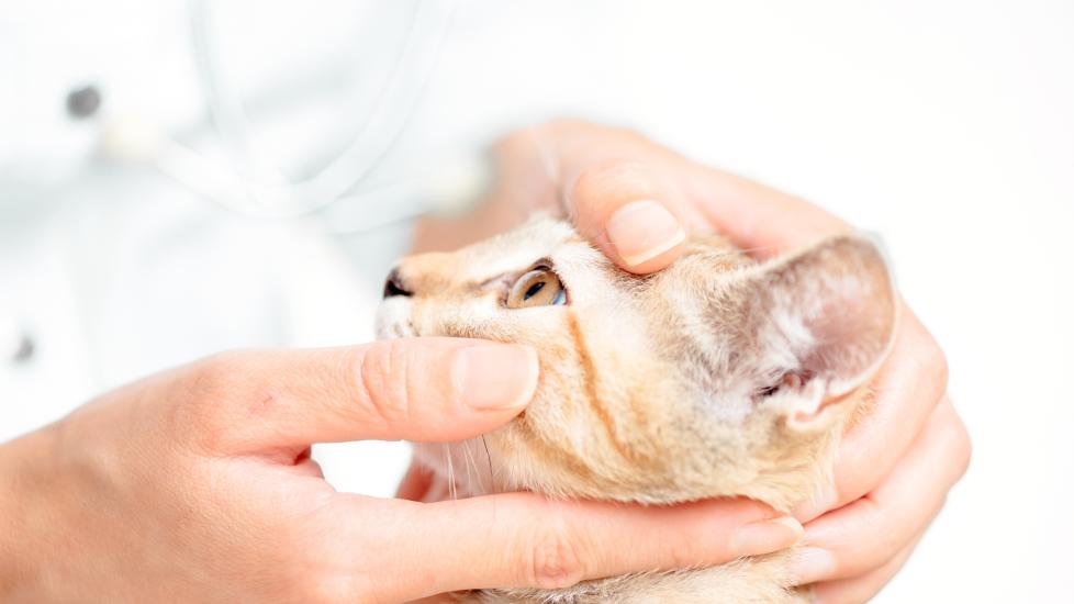 conjunctivitis in cats; a cat’s eyes are examined by their veterinarian.