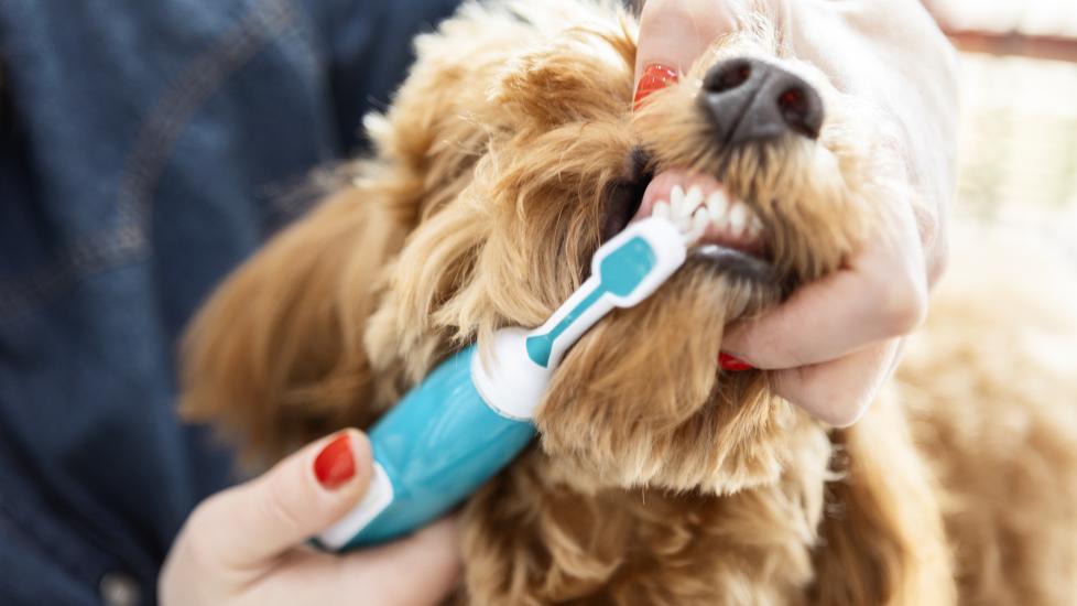 dog dental care; a vet cleans a dog’s teeth.
