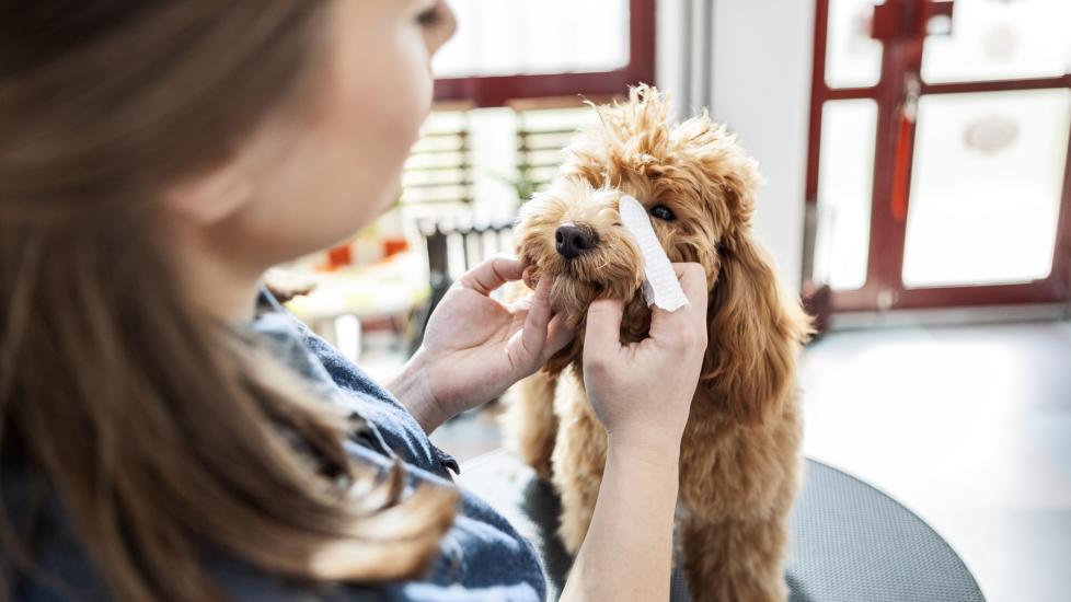 dog eye problems; a veterinarian examines a dog’s eyes for problem.