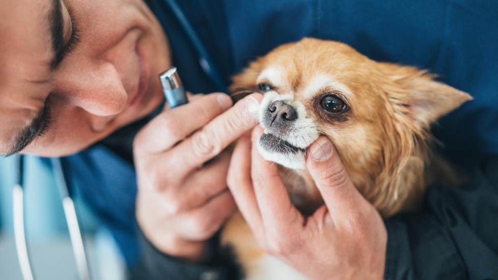 dog gum colors; a vet examines the color of a dog’s gums.