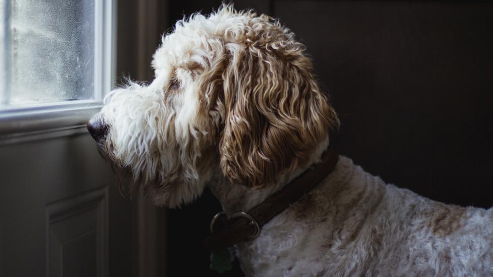 dog peeing in the house; a dog waits by the door to go outside.